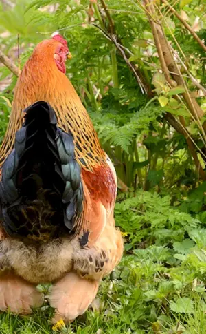 Wildes Bankiwka-Huhn