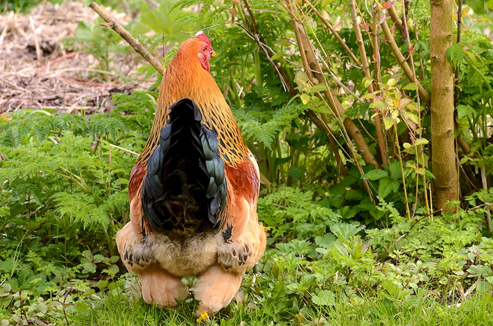 Wildes Bankiwka-Huhn