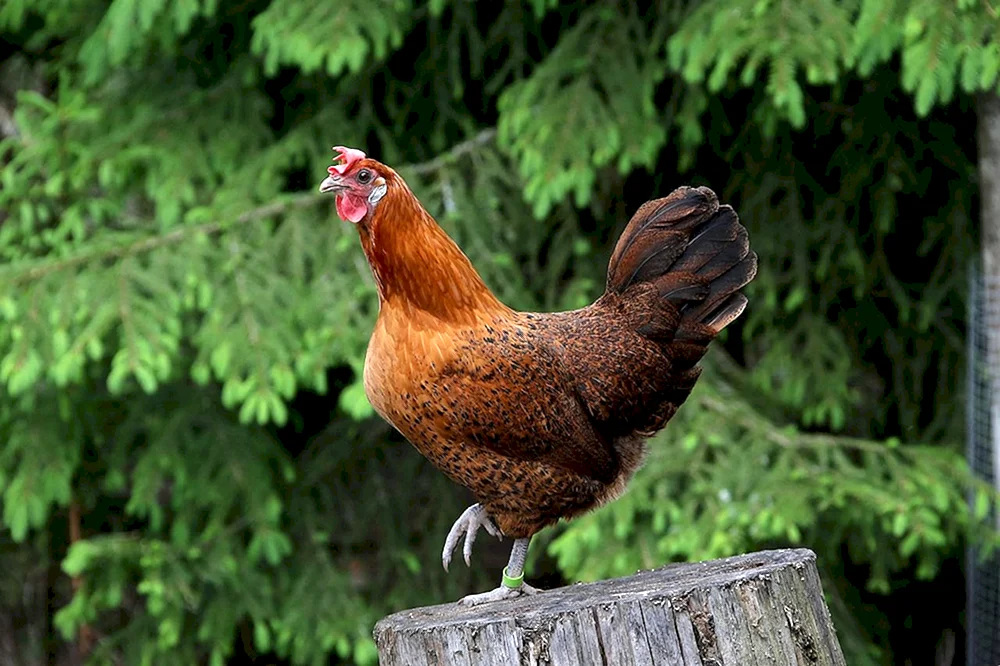 Wildes Bankiwka-Huhn