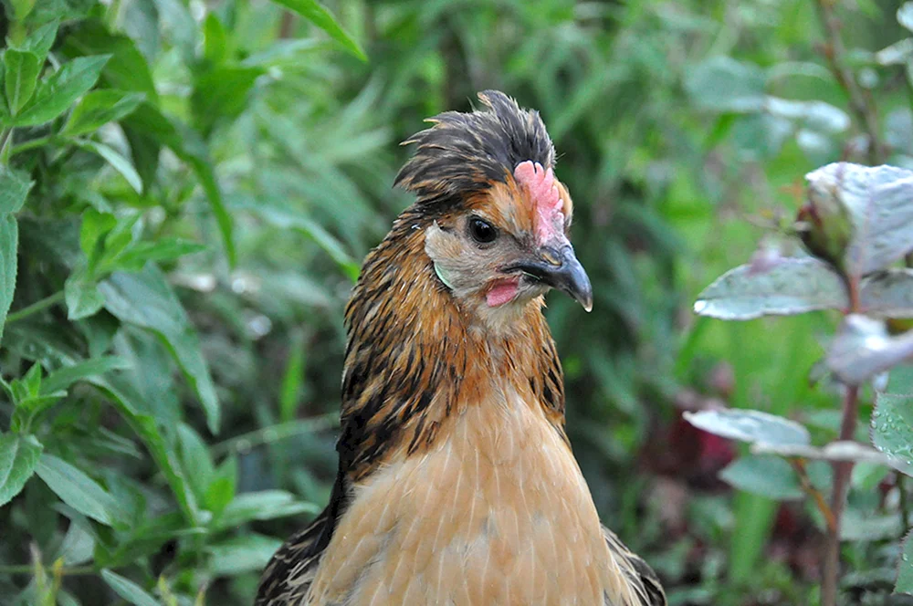 Wildes Bankiwka-Huhn