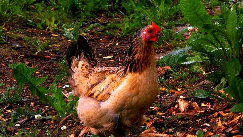 Bankiwka-Dschungelhuhn
