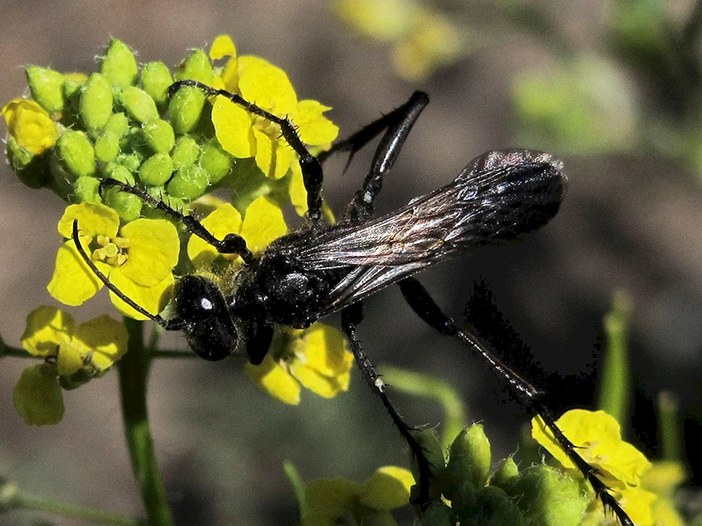 Celiphron pelopei