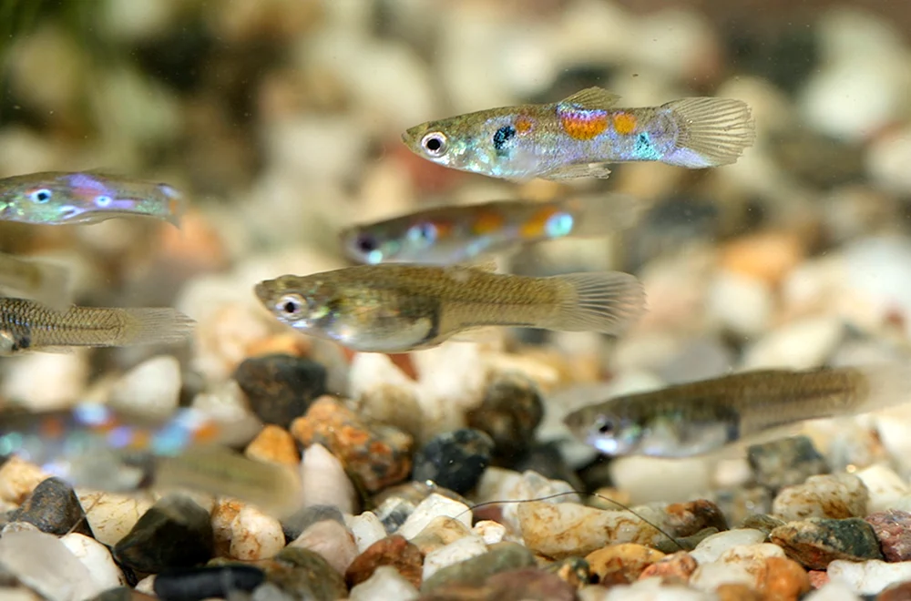 Danio rerio Elritzen