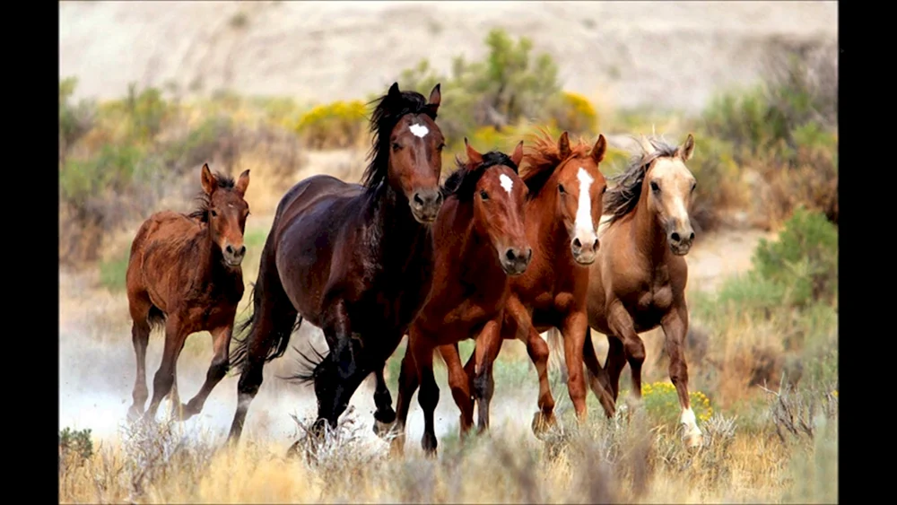 Wildpferdeherde
