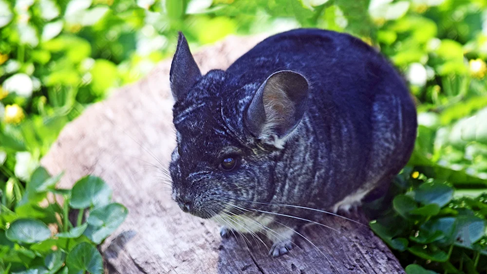 Kurzschwanzchinchilla