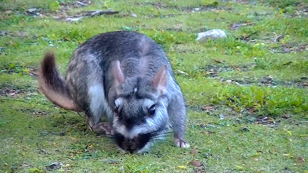 Wildchinchilla