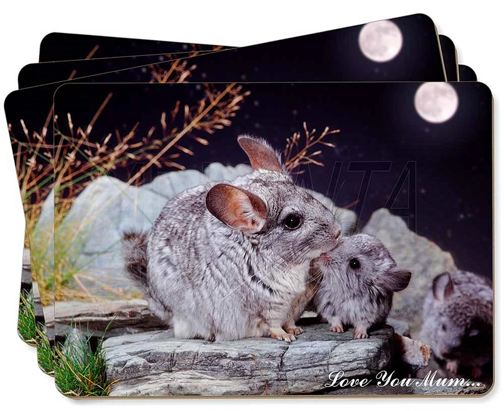 Kurzschwanzchinchilla