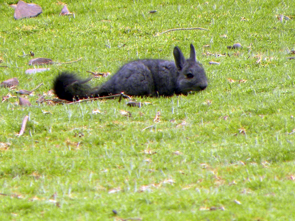 Wisconsin-Chinchilla