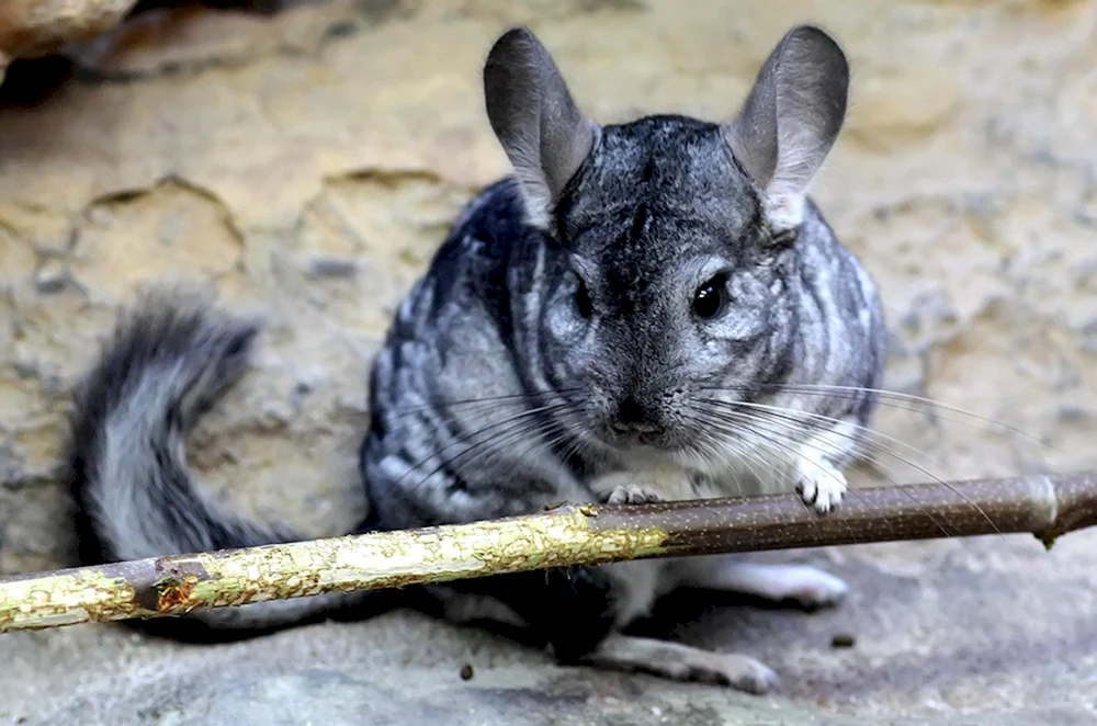 Kurzschwanzchinchilla