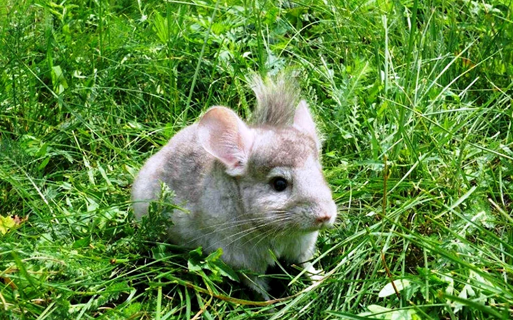 Wildes Chinchilla