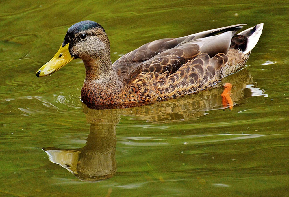 Wildes Stockente