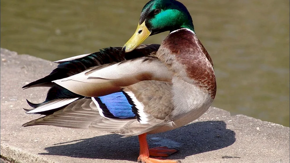 Wildes Stockente