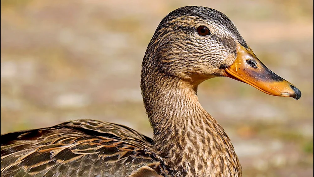 Wildente