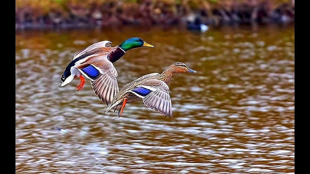 Wildente