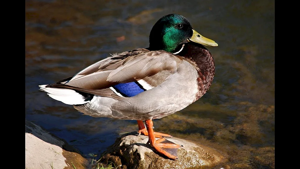 Wildente