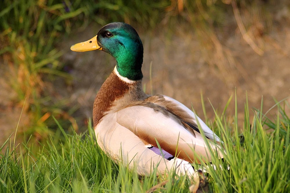 Wildente