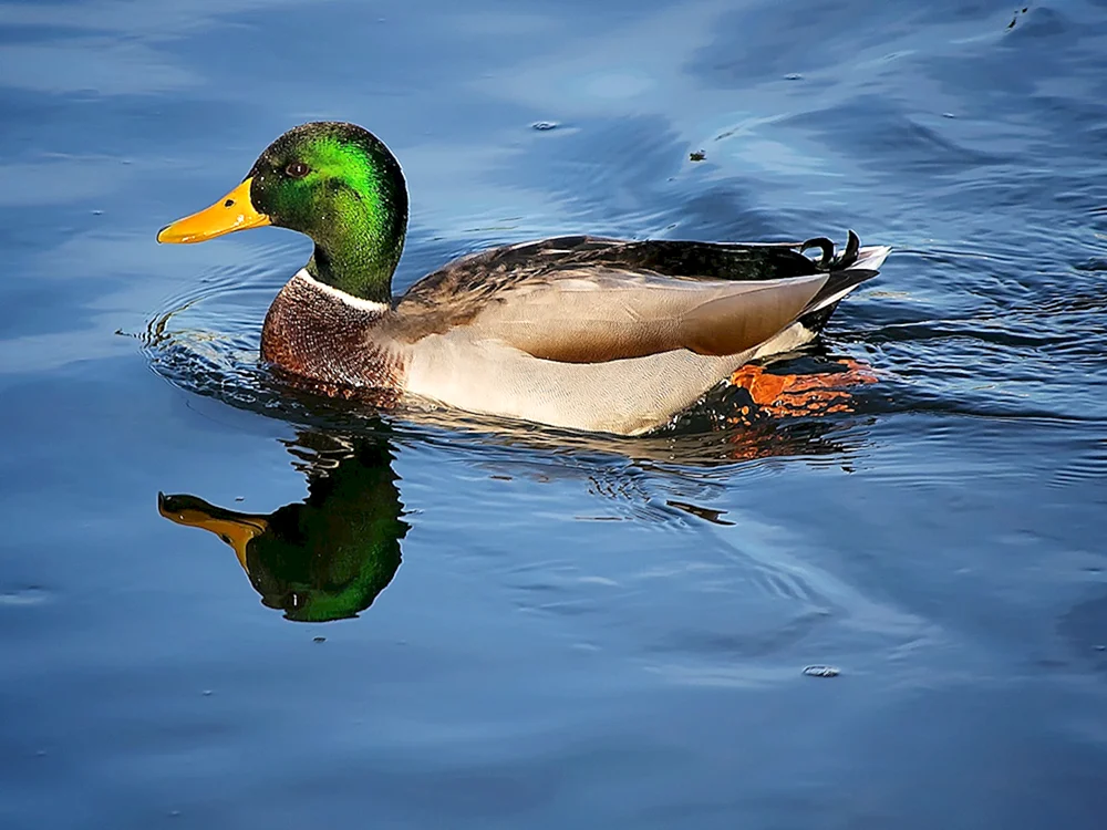 Wildente