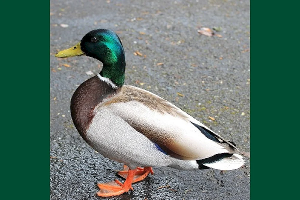 Wildente