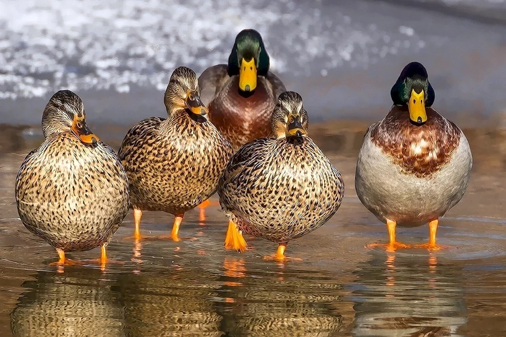 Wildente