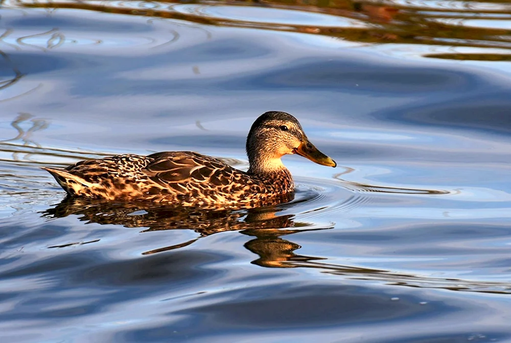 Wildente