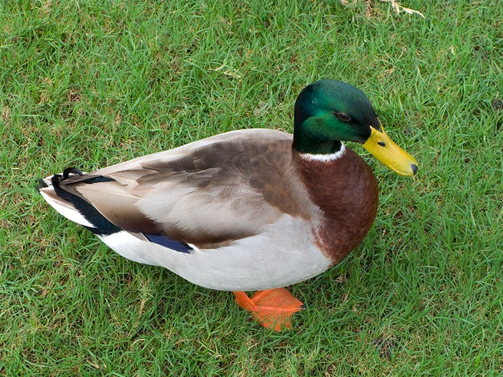 Wildente