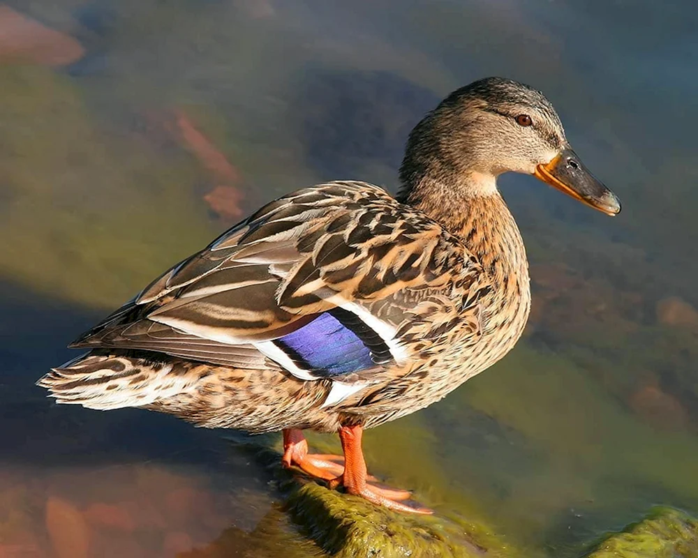 Wildente