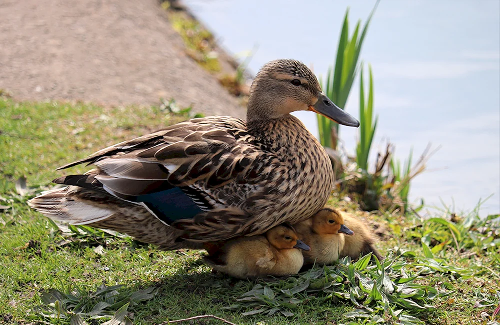 Wasservogel Stockente