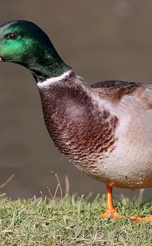 Stockente