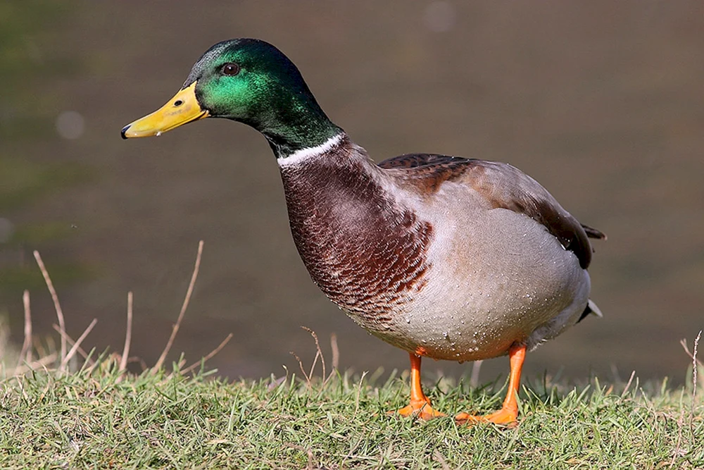 Stockente