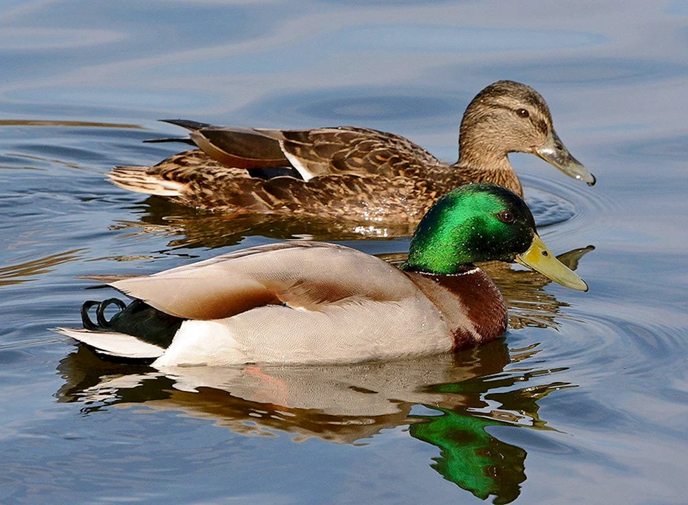 Wildes Stockente