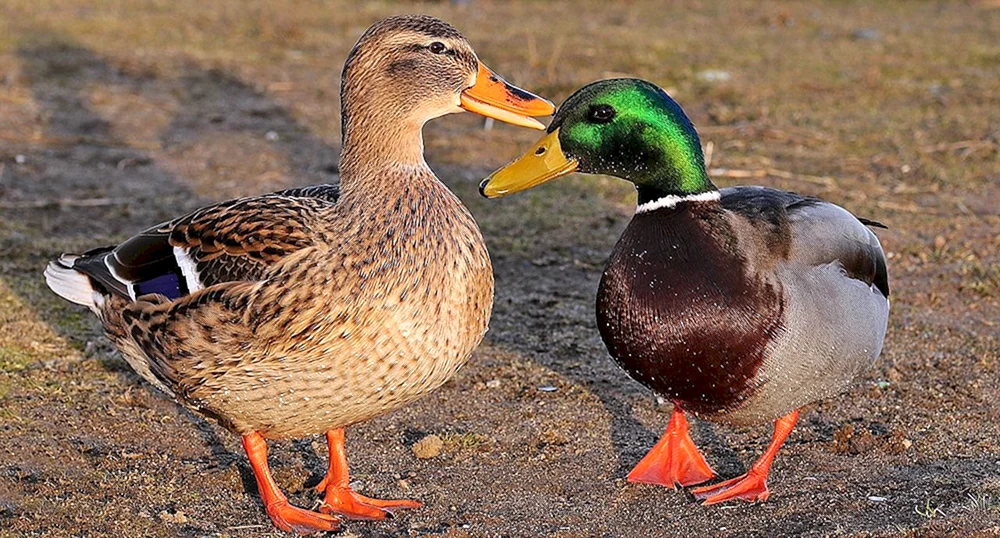 Wildes Stockente
