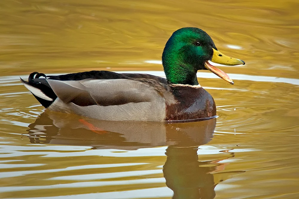 Wildes Stockente