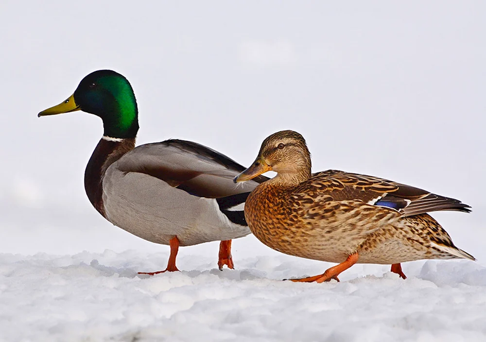 Wildes Stockente