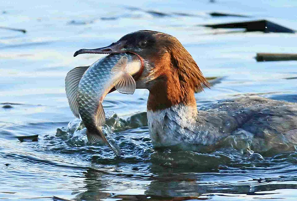 Vogelangler