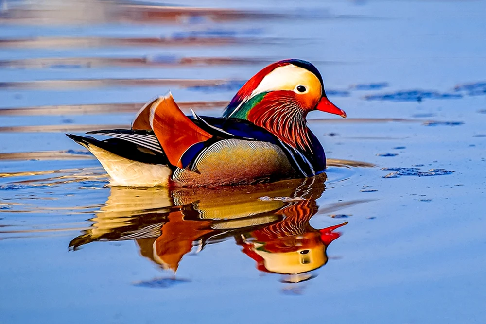 Mandarinentenvogel
