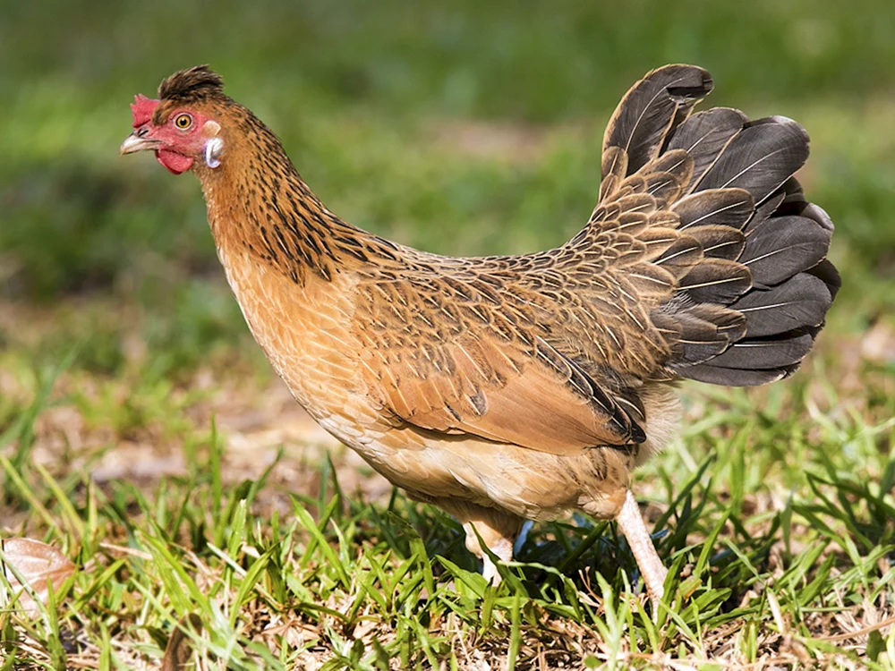 Ceylonisches Dschungelhuhn