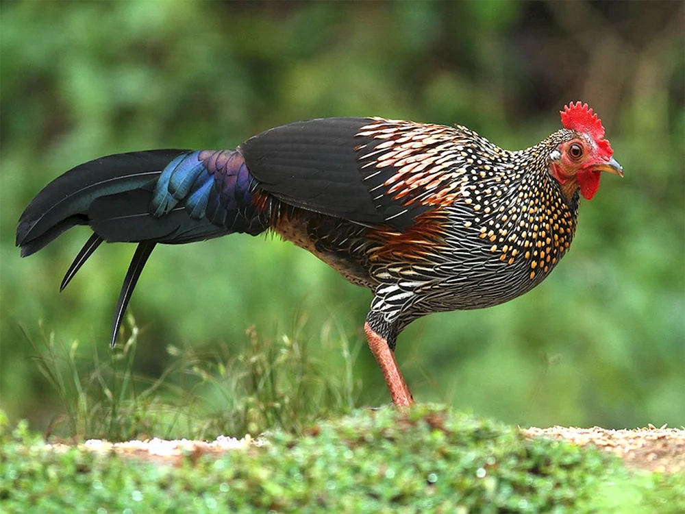 Pestling-Huhn