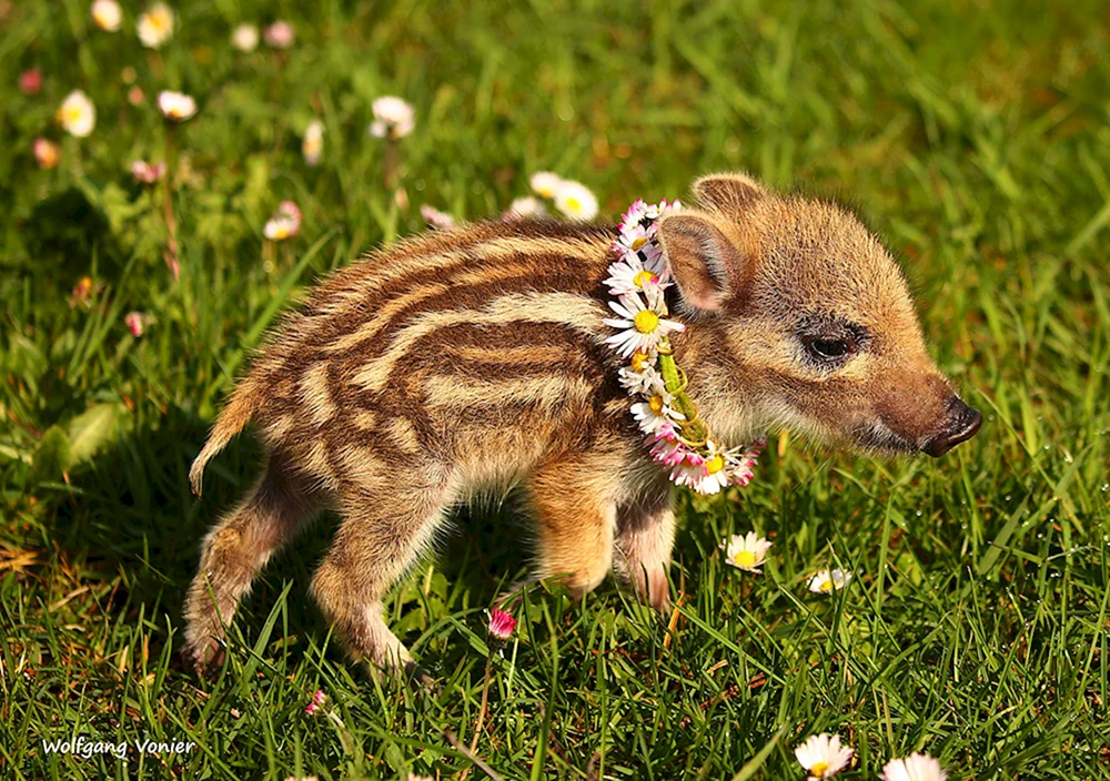 Eber mit Wildschweinkälbern