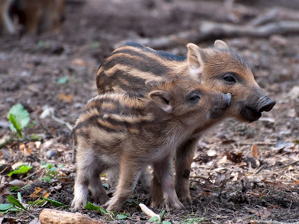 Wildschweinkälber