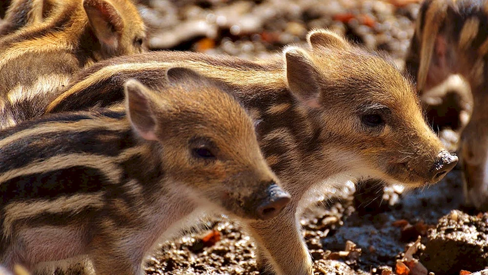 Wildschweinkälber