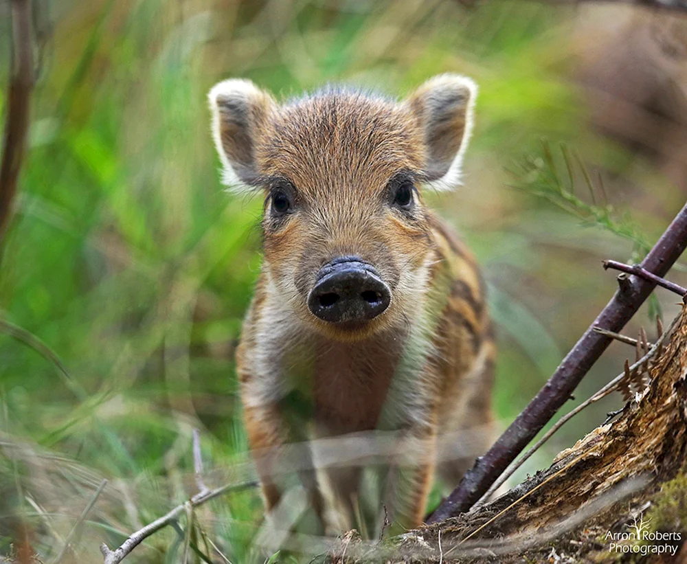 Australische Wildschweine