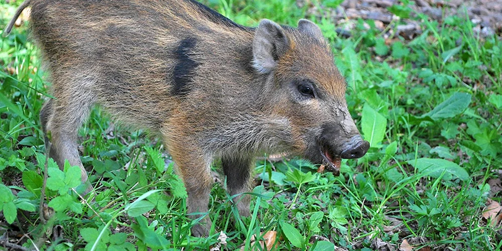 Wildschwein und Wildschweinjunge.