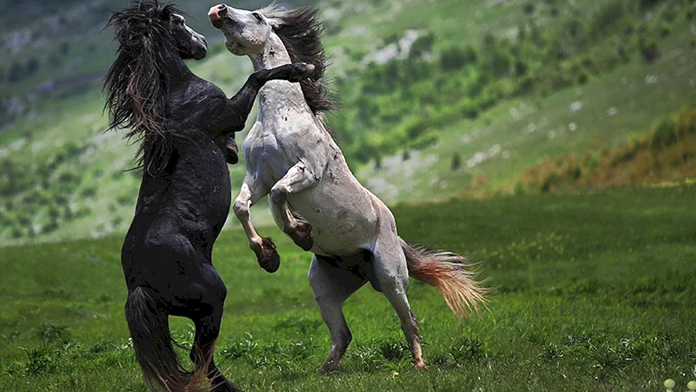 Arabisches Friesenpferd