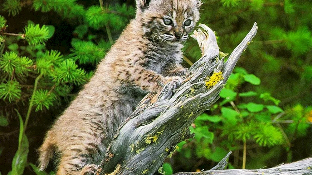 Pyrenäenluchs pardinus