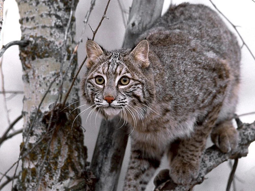 Wildcat