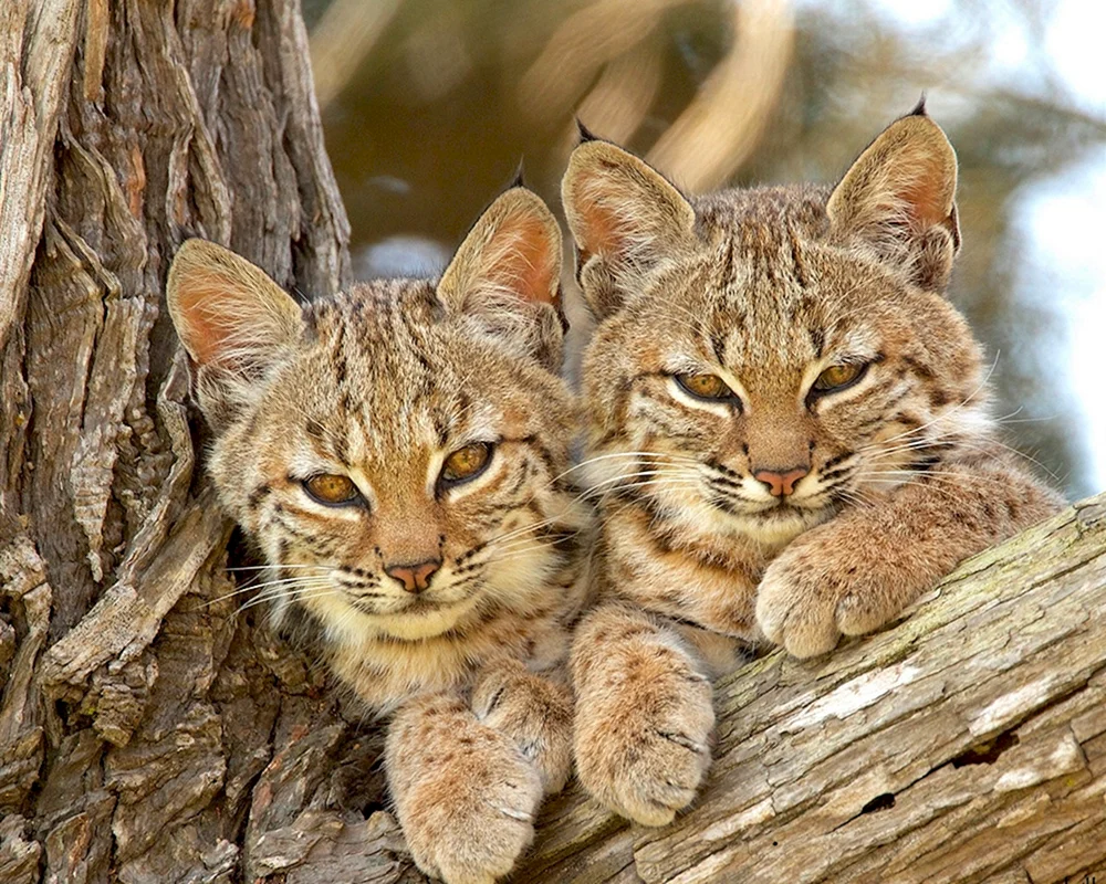 Europäische Waldkatze