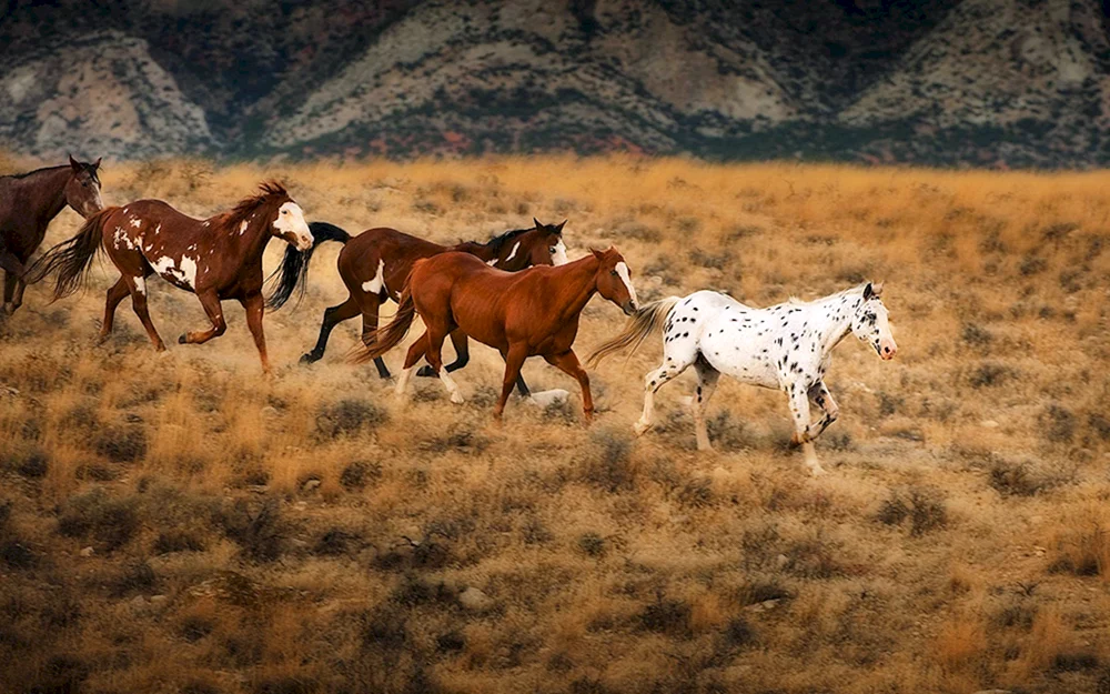 Wildpferde Mustangs in der Prärie