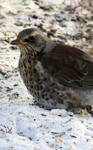 Wilde Vögel des Altaigebietes