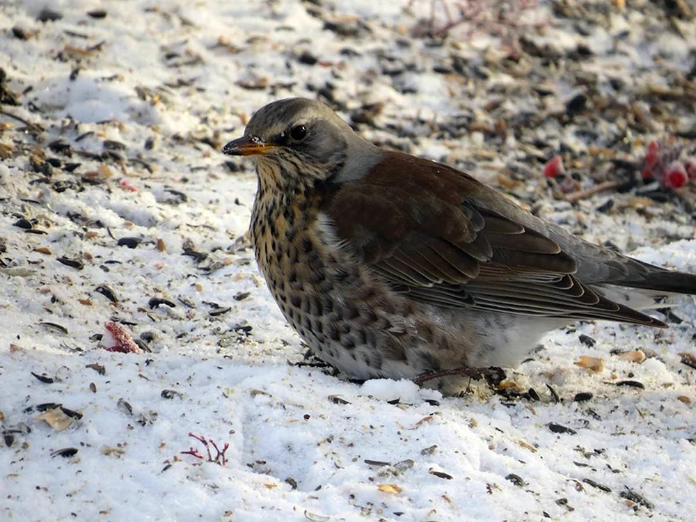 Wilde Vögel des Altaigebietes