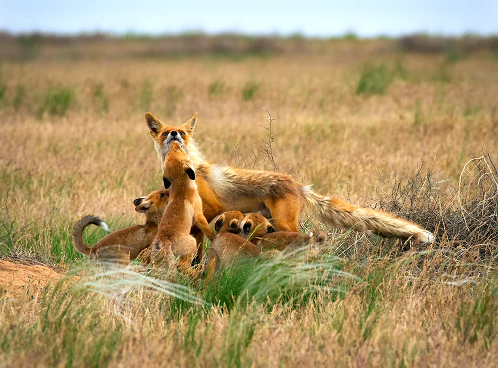 Saiga Saiga